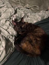 Lost Female Cat last seen Pleasant glen ct , Louisville, KY 40299