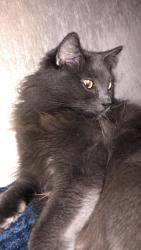 Reunited Male Cat last seen Andrew dr. , La Palma, CA 90623