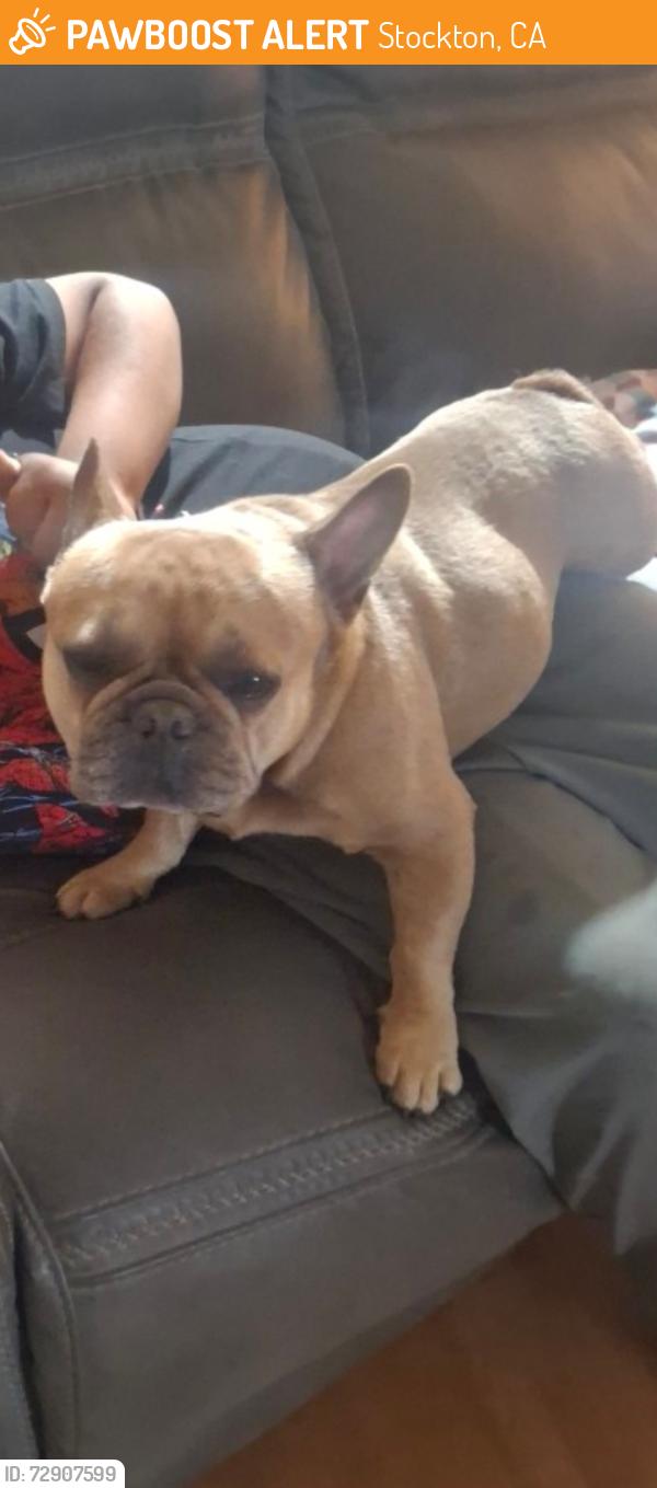 Found/Stray Male Dog last seen Stewart st Stockton CA 95205, Stockton, CA 95205