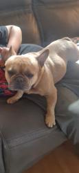 Found/Stray Male Dog last seen Stewart st Stockton CA 95205, Stockton, CA 95205