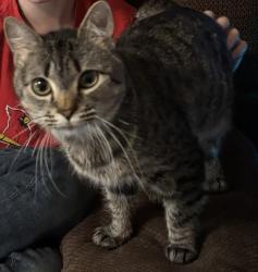 Lost Male Cat last seen Ulmer / Clinic lane / by the church, Greenwood, AR 72936