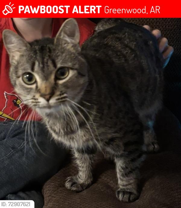 Lost Male Cat last seen Ulmer / Clinic lane / by the church, Greenwood, AR 72936