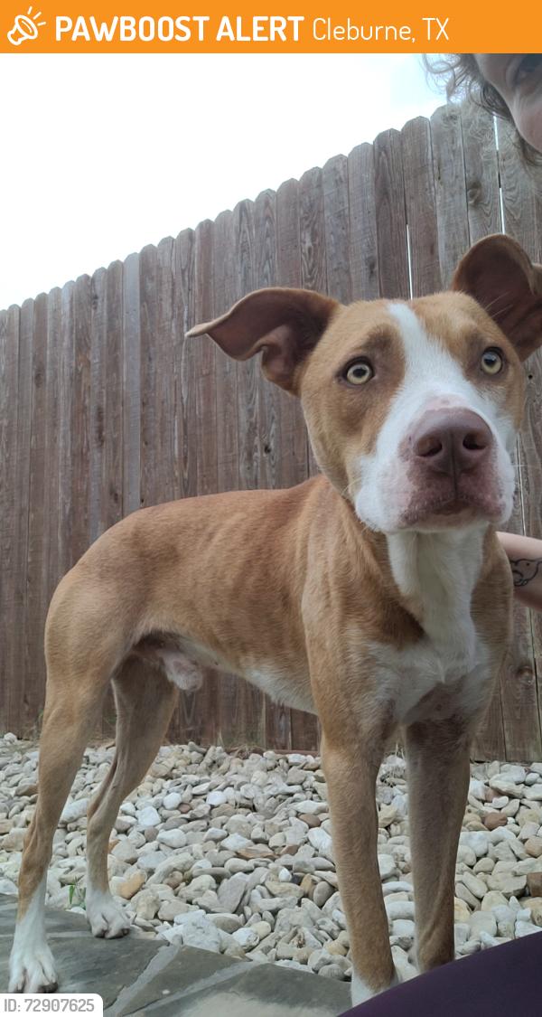 Found/Stray Male Dog last seen World Gym parking lot, Cleburne, TX 76031