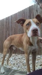 Found/Stray Male Dog last seen World Gym parking lot, Cleburne, TX 76031