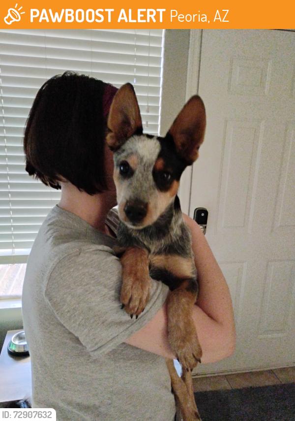 Found/Stray Male Dog last seen 87th Ave and Grand, Peoria, AZ 85345