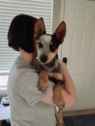 Found/Stray Male Dog last seen 87th Ave and Grand, Peoria, AZ 85345