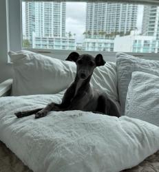 Reunited Female Dog last seen SW 4th Street, Miami, FL 33135