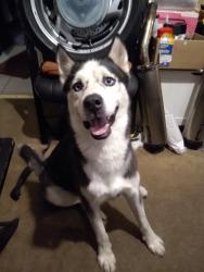 Reunited Male Dog last seen Western , Los Angeles, CA 90003