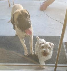 Reunited Male Dog last seen Knotts Berry Farm, Buena Park, CA 90621
