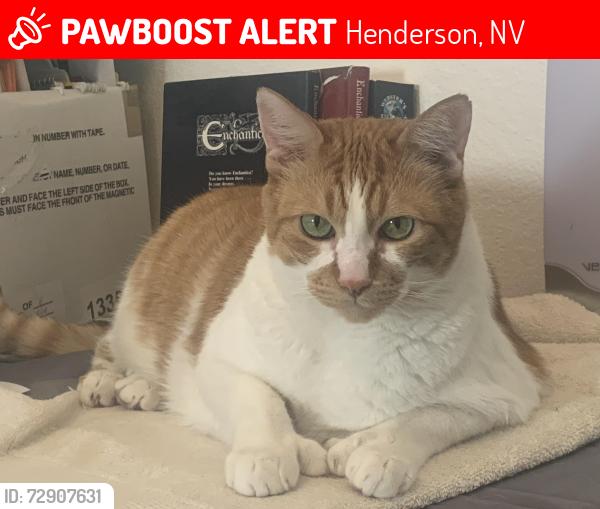 Lost Male Cat last seen Broken Bell Lane / Buckeroo Brandon Henderson NV, Henderson, NV 89002