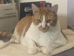 Lost Male Cat last seen Broken Bell Lane / Buckeroo Brandon Henderson NV, Henderson, NV 89002