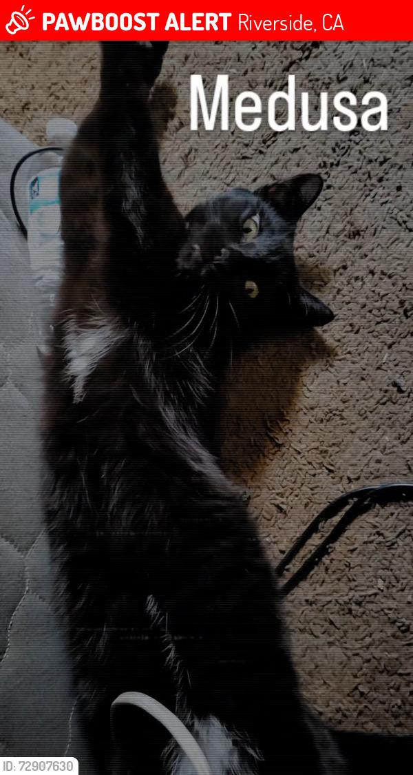 Lost Female Cat last seen Rubidoux blvd, Riverside, CA 92509