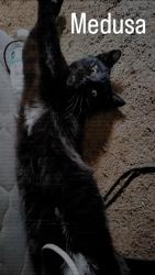 Lost Female Cat last seen Rubidoux blvd, Riverside, CA 92509