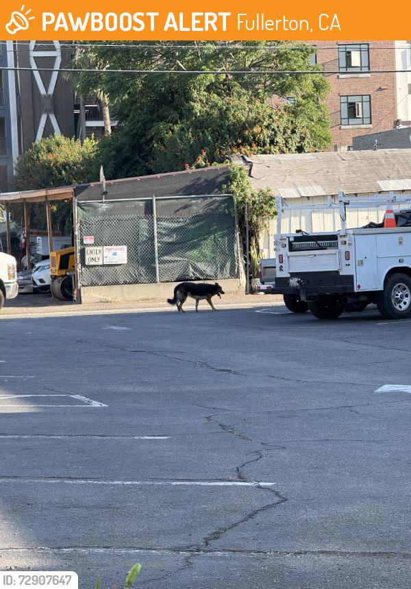 Found/Stray Unknown Dog last seen Close to downtown by bootleggers, Fullerton, CA 92832