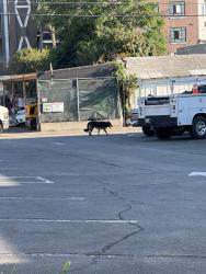 Found/Stray Unknown Dog last seen Close to downtown by bootleggers, Fullerton, CA 92832