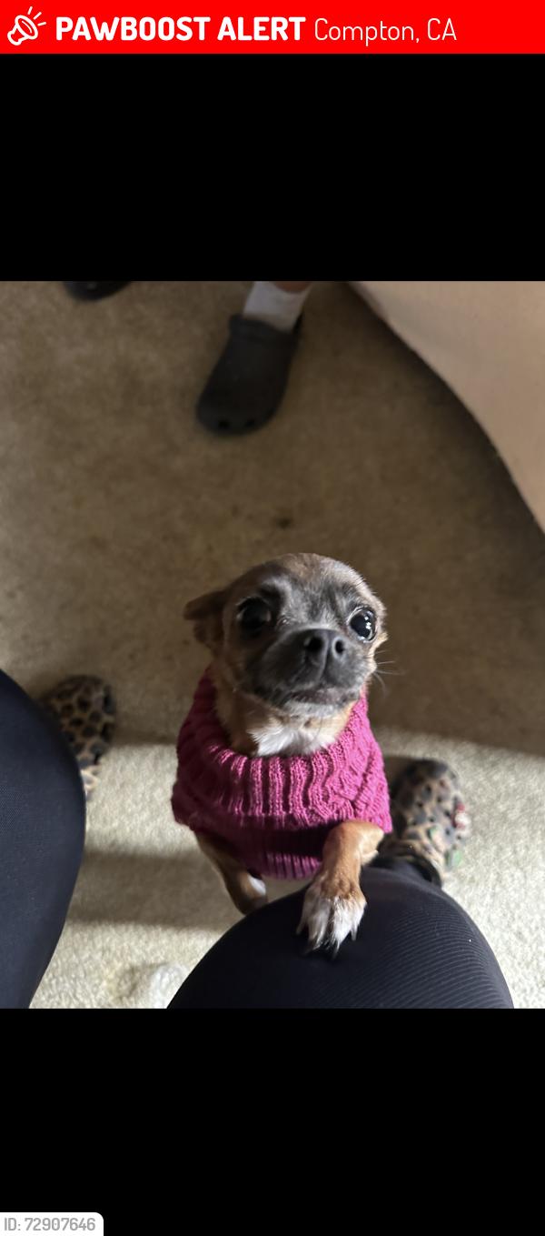 Lost Female Dog last seen Alondra blvd and Mayo Ave., Compton, CA 90221