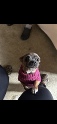 Lost Female Dog last seen Alondra blvd and Mayo Ave., Compton, CA 90221