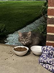 Found/Stray Unknown Cat last seen Craigland court and Craigland lane, Cincinnati, OH 45230