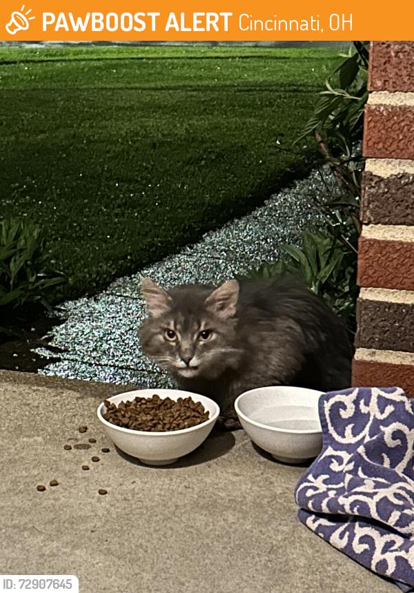 Found/Stray Unknown Cat last seen Craigland court and Craigland lane, Cincinnati, OH 45230