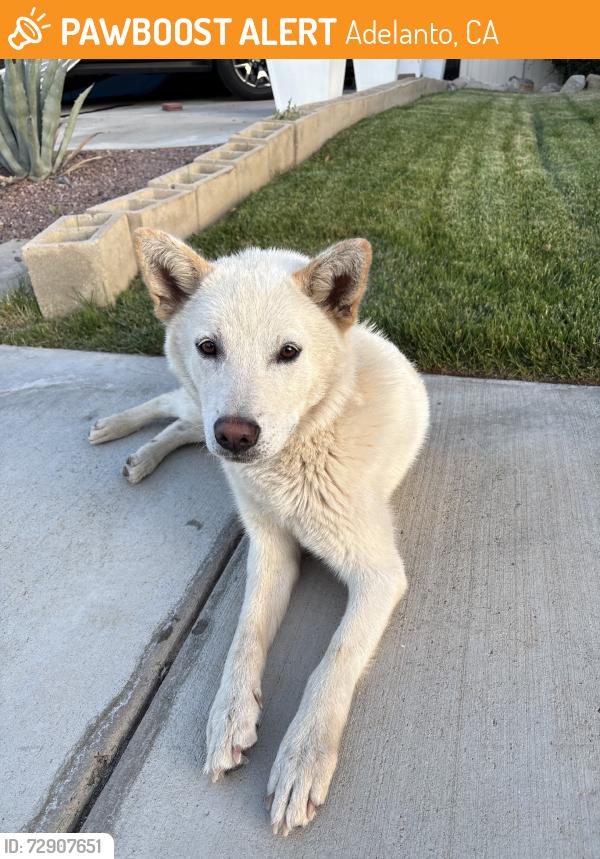 Found/Stray Female Dog last seen Delisious st, Adelanto, CA 92301