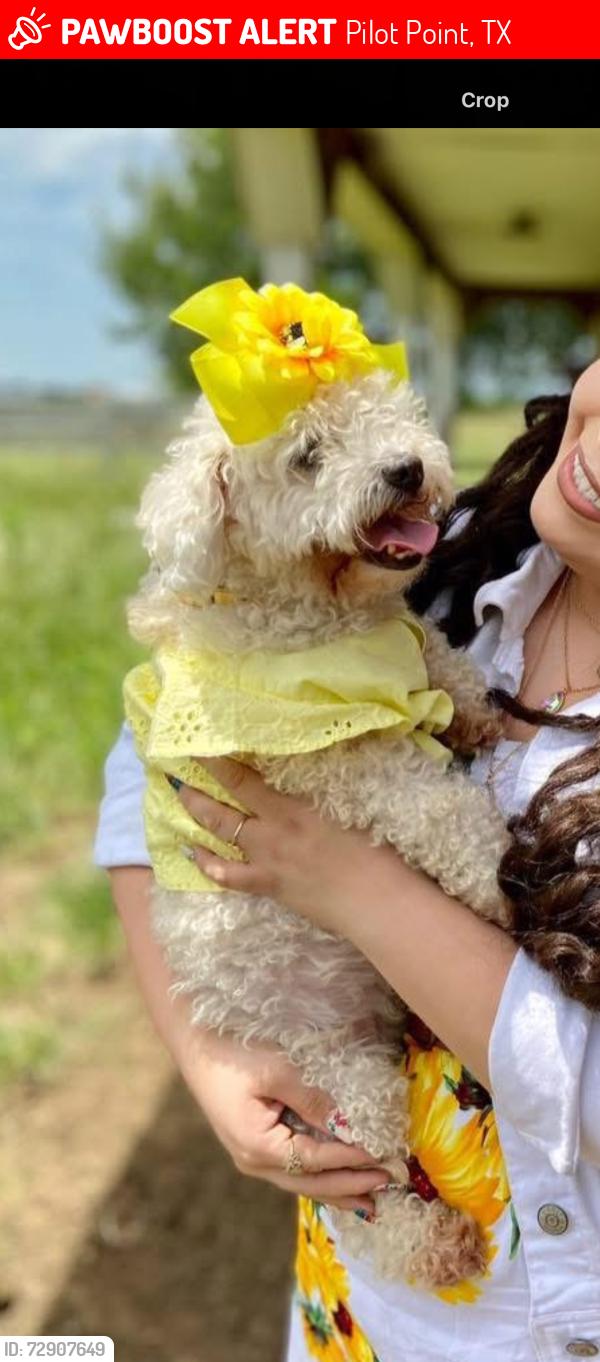 Lost Female Dog last seen Maier rd , Pilot Point, TX 76258