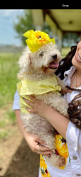 Lost Female Dog last seen Maier rd , Pilot Point, TX 76258