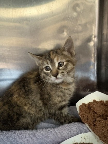 Shelter Stray Unknown Cat last seen Near Bunky Henry, CITY of El Paso, TX, Fort Bliss, TX 79906