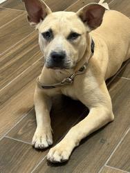 Reunited Female Dog last seen El Dorado high school, El Paso, TX 79936