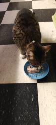 Reunited Male Cat last seen Parker North, Parker, CO 80138