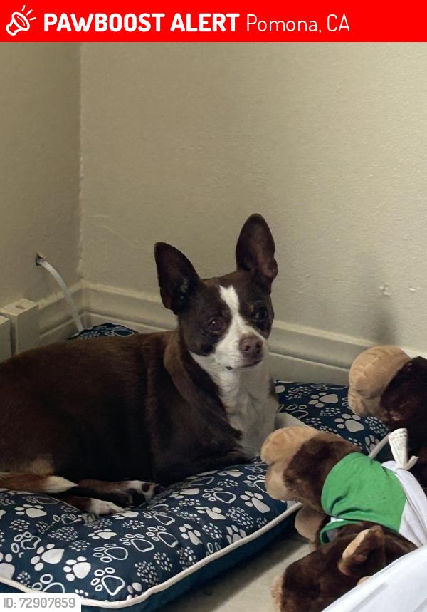 Lost Female Dog last seen Holt Ave and White Ave , Pomona, CA 91768