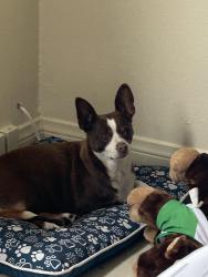 Lost Female Dog last seen Holt Ave and White Ave , Pomona, CA 91768