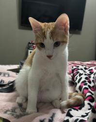 Reunited Male Cat last seen Russelfield ln, Houston, TX 77049