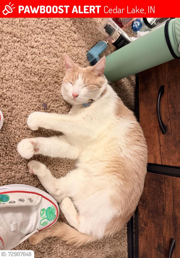 Lost Female Cat last seen Havenwood pass, W 125th PL, meadowlark Ln. Morning Dove Dr., Cedar Lake, IN 46303