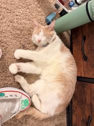 Lost Female Cat last seen Havenwood pass, W 125th PL, meadowlark Ln. Morning Dove Dr., Cedar Lake, IN 46303