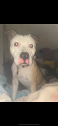 Reunited Male Dog last seen Maywood, IL, Maywood, IL 60153