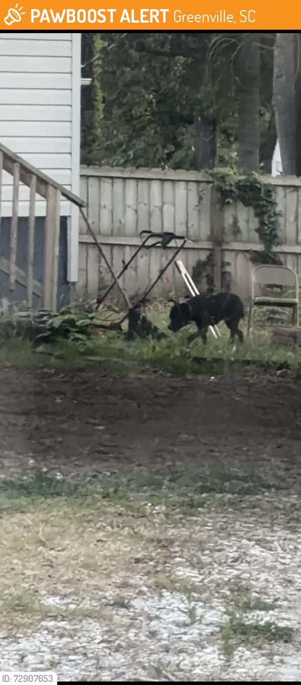Found/Stray Female Dog last seen dollar general, Greenville, SC 29605