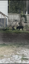 Found/Stray Female Dog last seen dollar general, Greenville, SC 29605
