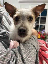 Found/Stray Male Dog last seen Baca Road and Doña Ana Road , Las Cruces, NM 88007