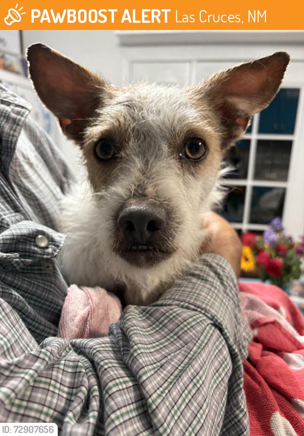 Found/Stray Male Dog last seen Baca Road and Doña Ana Road , Las Cruces, NM 88007