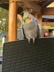 Found/Stray Unknown Bird last seen Stone cliff restraunt, Clackamas County, OR 97045