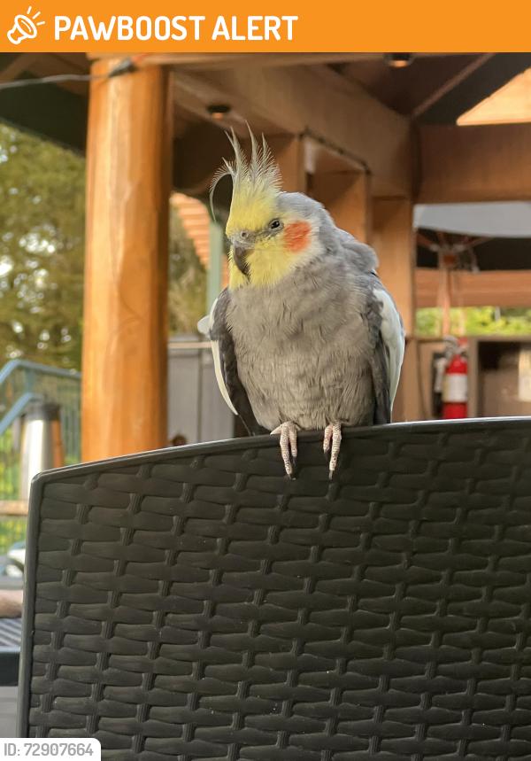 Found/Stray Unknown Bird last seen Stone cliff restraunt, Clackamas County, OR 97045