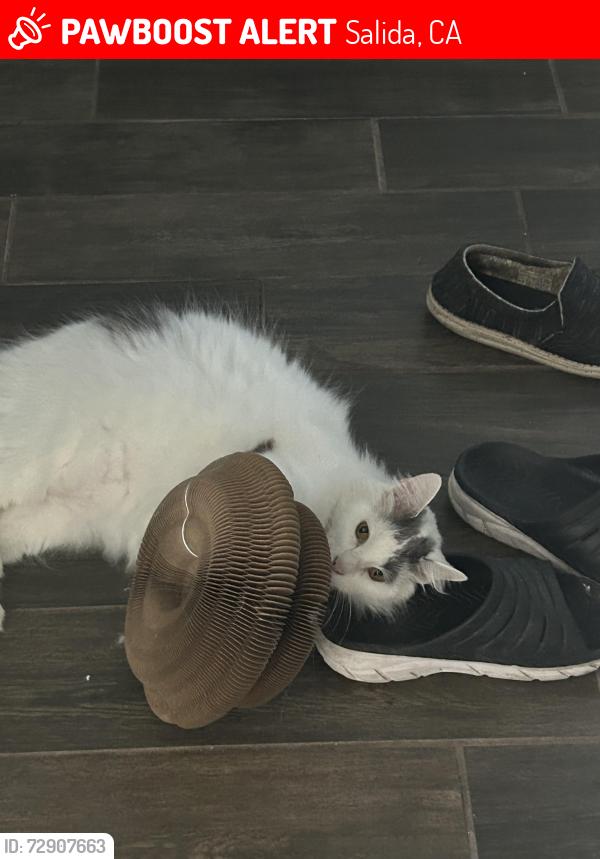 Lost Male Cat last seen Danielle place, Salida, CA 95368
