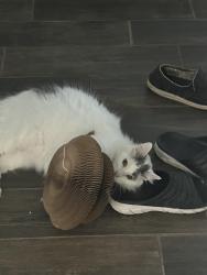 Lost Male Cat last seen Danielle place, Salida, CA 95368