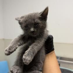 Shelter Stray Male Cat last seen Near Gateway Drive, San Diego, CA, 92105, San Diego, CA 92110