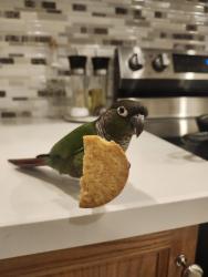 Lost Male Bird last seen Jane and Rutherford, Vaughan, ON L6A 3W4