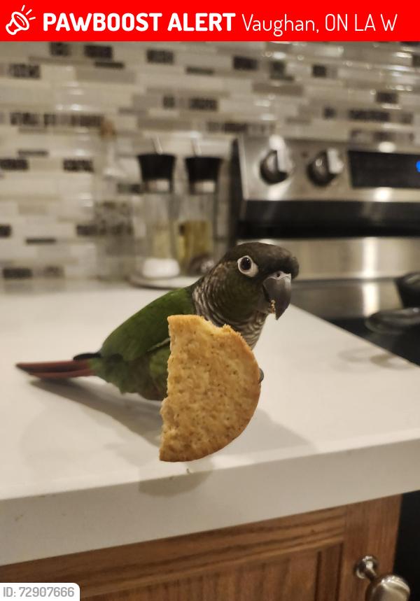 Lost Male Bird last seen Jane and Rutherford, Vaughan, ON L6A 3W4
