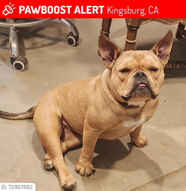 Lost Female Dog last seen Goldenstate and  Mt view ave. selma/ kingsburg , Kingsburg, CA 93662