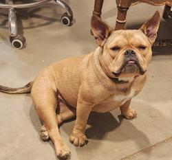 Lost Female Dog last seen Goldenstate and  Mt view ave. selma/ kingsburg , Kingsburg, CA 93662