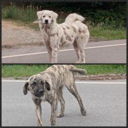 Found/Stray Unknown Dog last seen Luther Rd - between 63rd and Wilshire. , Luther, OK 73054