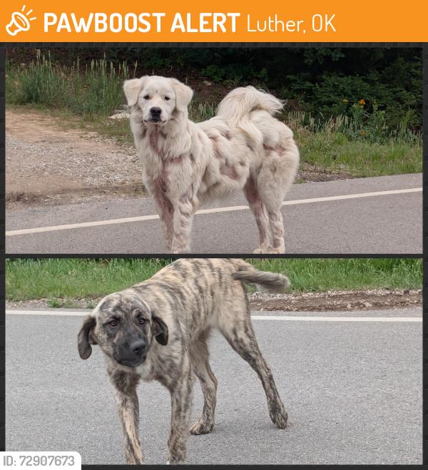 Found/Stray Unknown Dog last seen Luther Rd - between 63rd and Wilshire. , Luther, OK 73054